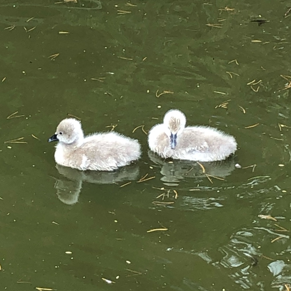 Meet your Posher, Payton